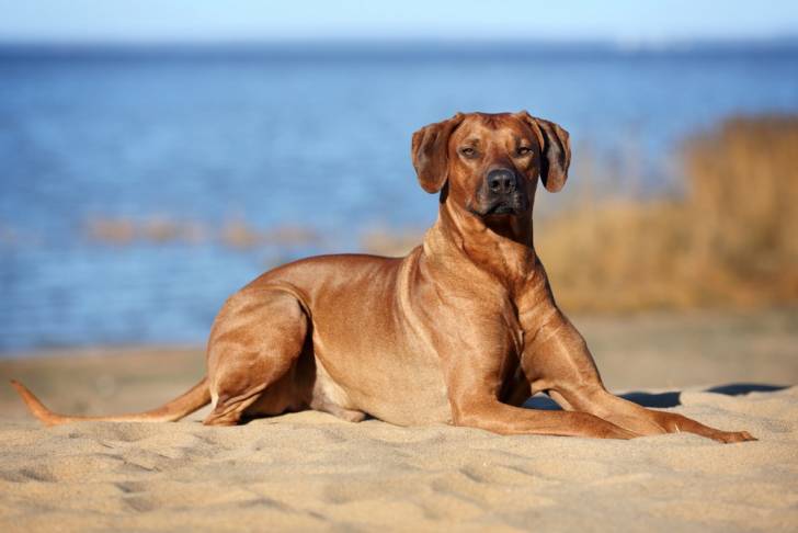 Un Rhodesian Ridgeback allongé sur le sable à la plage