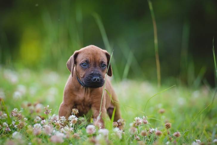 Un chiot Rhodesian Ridgeback en train de se promener sur du gazon