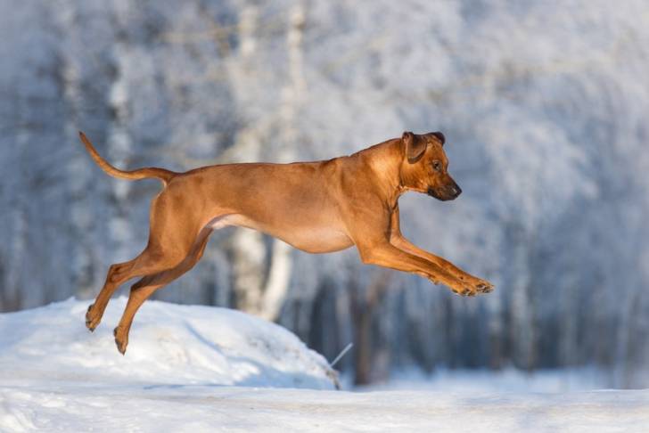 Un Rhodesian Ridgeback en train de bondir dans la neige