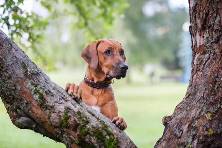 Un Rhodesian Ridgeback qui s'appui sur un tronc d'arbre