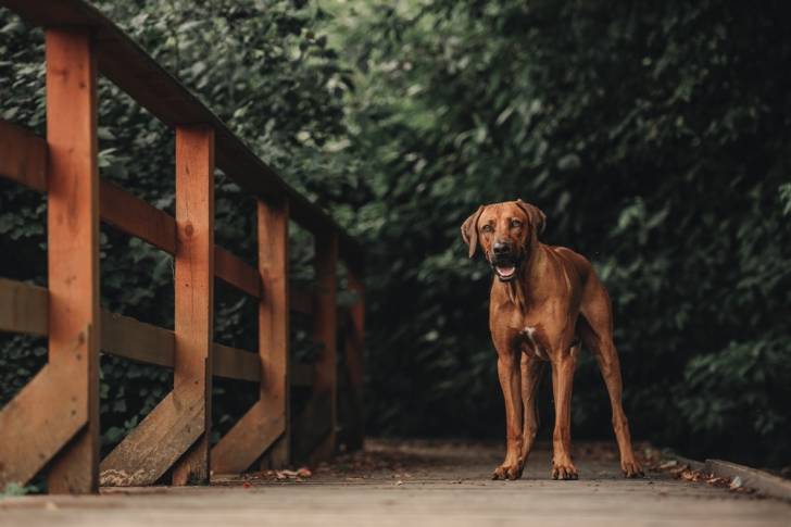 Un promenade qui se tient sur un pont en bois