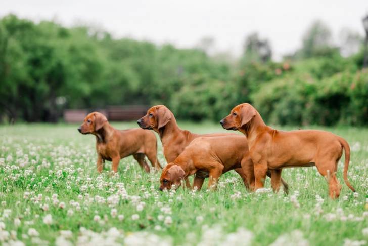 Des Rhodesian Ridgeback à l'extérieur 