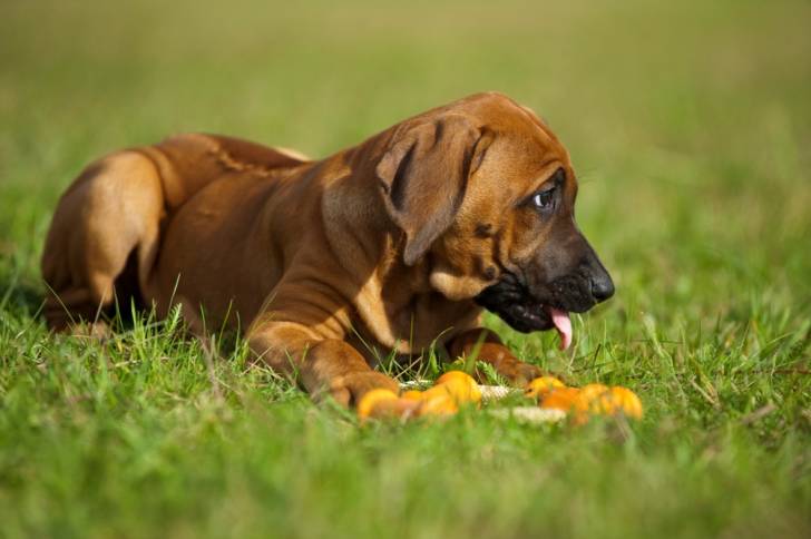 Un chiot Rhodesian Ridgeback allongé dans l'herbe