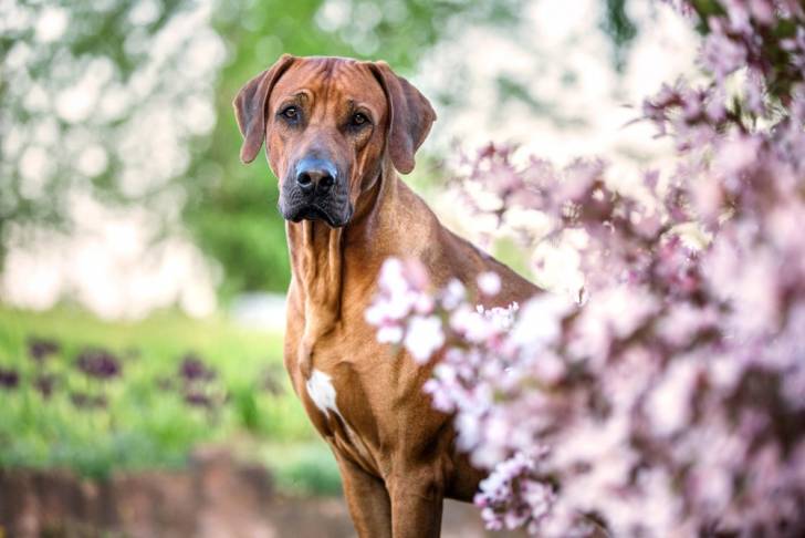 Un Rhodesian Ridgeback assis dans un jardin