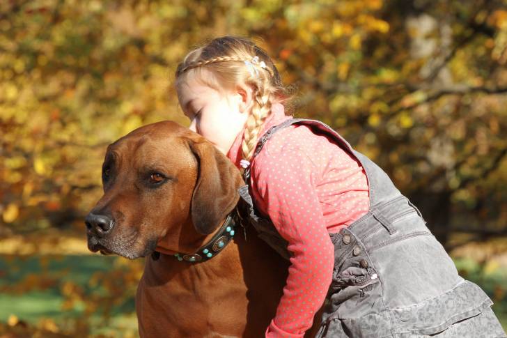 Un Rhodesian Ridgeback qui se fait câliner par une petite fille