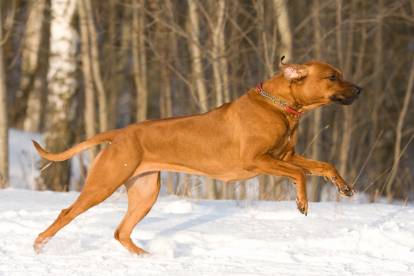 Les qualités des chiens de chasse aux grands prédateurs