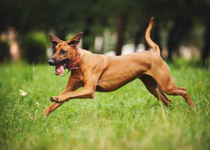 Un Rhodesian Ridgeback court dans un jardin