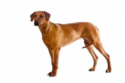 Rhodesian Ridgeback