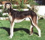 Saluki - Saluki