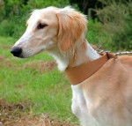 Saluki - Saluki