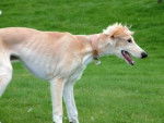 Saluki - Saluki