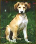 Saluki - Saluki