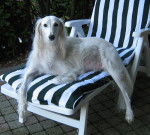 Hommage à Xeres Lévrier Persan de 12 ans - Saluki (12 ans)