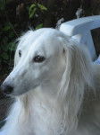 Hommage à Xeres décédé le 10 août 2010 - Saluki