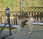 Feyzal lévrier Persan de 9 mois - Saluki (9 mois)