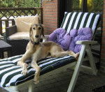 Feyzal 9 mois, lévrier Persan - Saluki (9 mois)