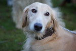 Photo Saluki