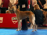 Photo Saluki