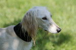 Photo Saluki