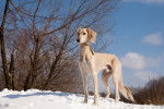 Photo Saluki