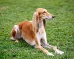 Photo Saluki