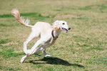 Photo Saluki