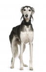 Photo Saluki