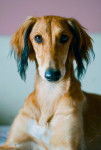 Photo Saluki