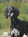 Photo Saluki