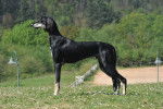 Photo Saluki