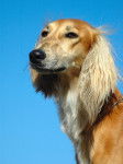 Photo Saluki