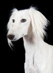 Photo Saluki