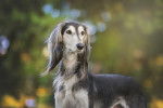 Photo Saluki