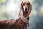 Photo Saluki