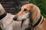 Photo Saluki