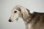 Photo Saluki