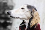 Photo Saluki