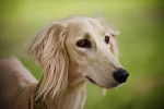 Photo Saluki