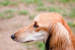 Photo Saluki