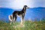 Photo Saluki