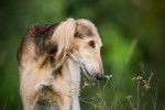 Photo Saluki