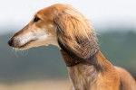 Photo Saluki