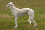 Un Saluki blanc de profil debout dans l'herbe