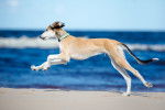 Photo Saluki
