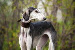 Photo Saluki