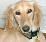 Buttercup - Saluki (3 ans)