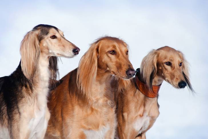Trois chiens Salukis