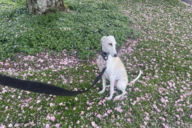 Un Saluki assis sur un terrain herbeux et qui est tenu en laisse 