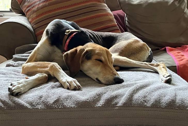 Un Saluki allongé sur un canapé et portant un collier autour du cou
