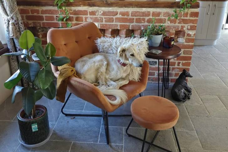 Un Saluki allongé dans une chaise et portant un collier autour du cou